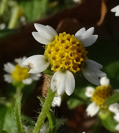 galinsoga ciliata