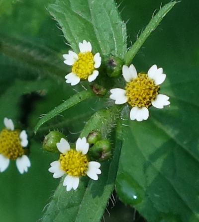 galinsoga ciliata