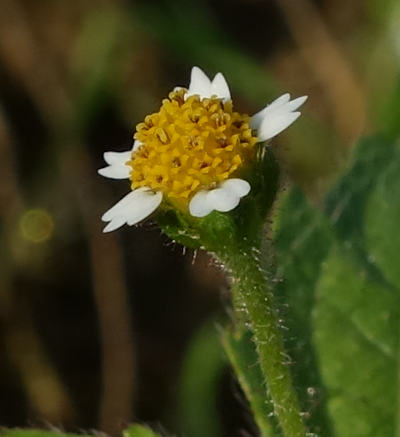 galinsoga ciliata