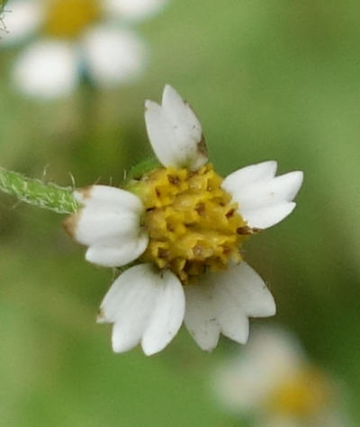 galinsoga ciliata