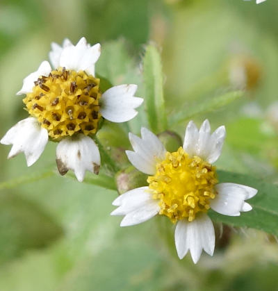 galinsoga ciliata