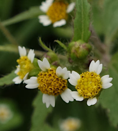 galinsoga ciliata