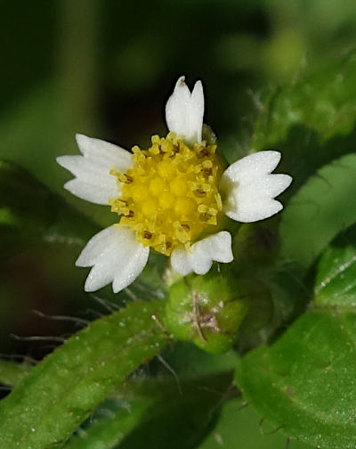 galinsoga ciliata