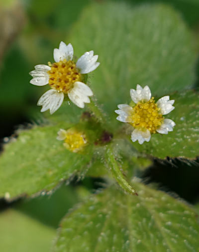 galinsoga ciliata