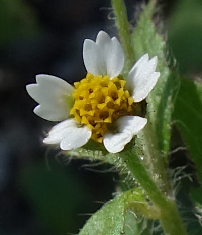 galinsoga ciliata