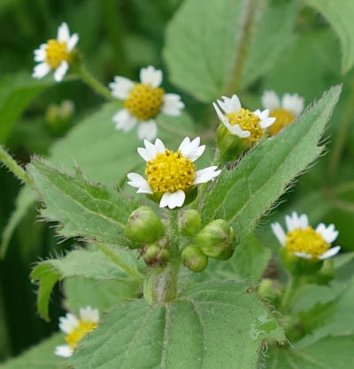 galinsoga ciliata