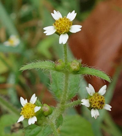 galinsoga ciliata