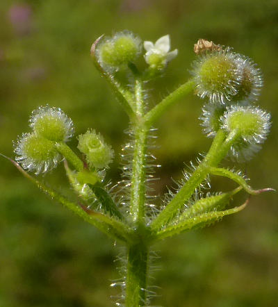 galium aparine