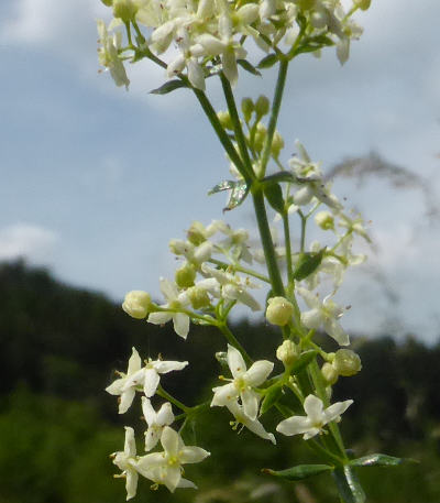 galium mollugo