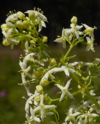 galium mollugo