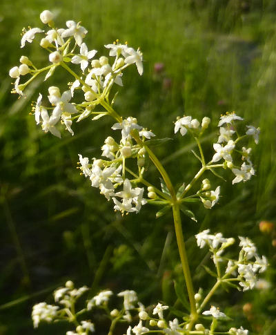 galium mollugo