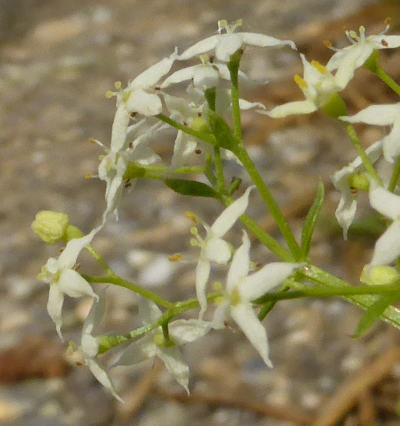 galium mollugo