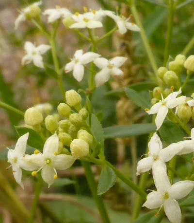 galium mollugo