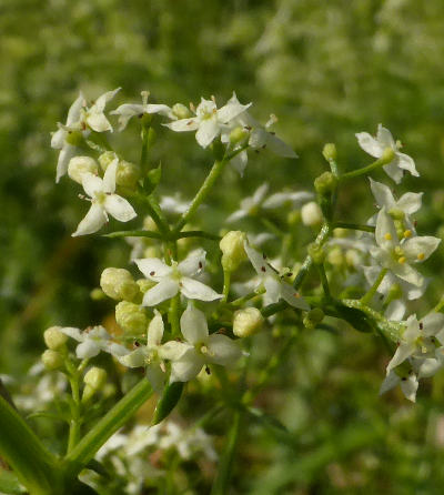 galium mollugo