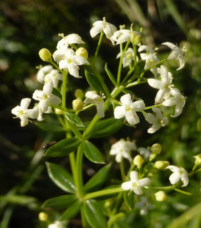 galium mollugo