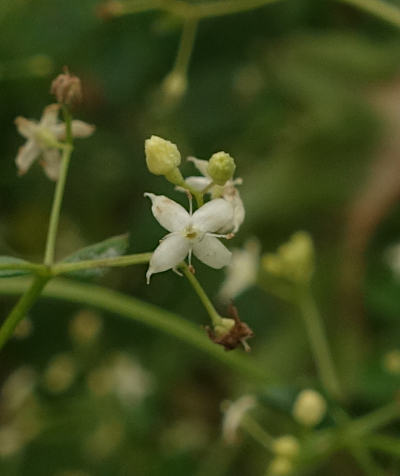 galium mollugo