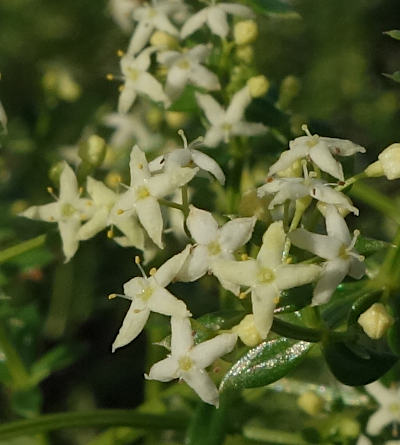 galium mollugo