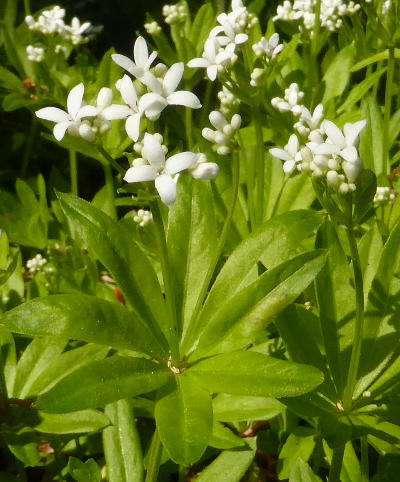 galium odoratum