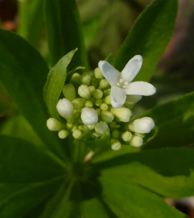 galium odoratum