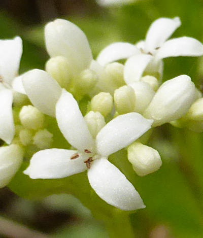 galium odoratum