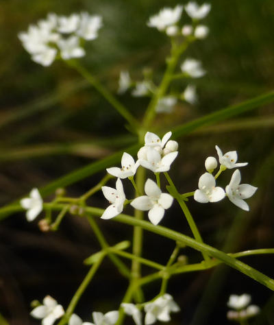 galium palustre