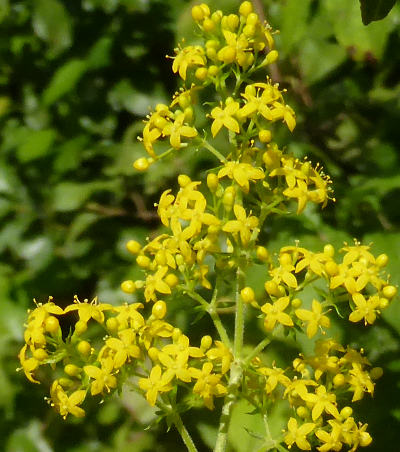 galium verum