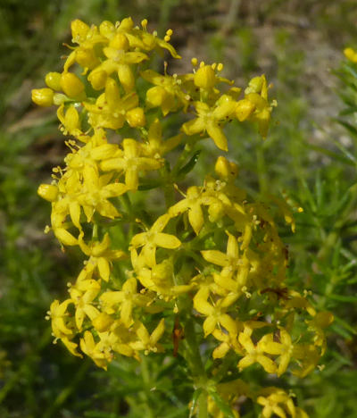 galium verum