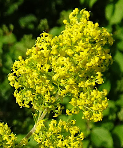 galium verum