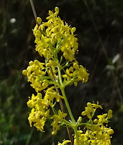 galium verum