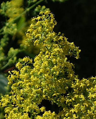 galium verum