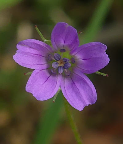 geranium columbinum