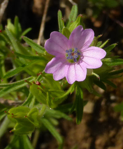 geranium dissectum