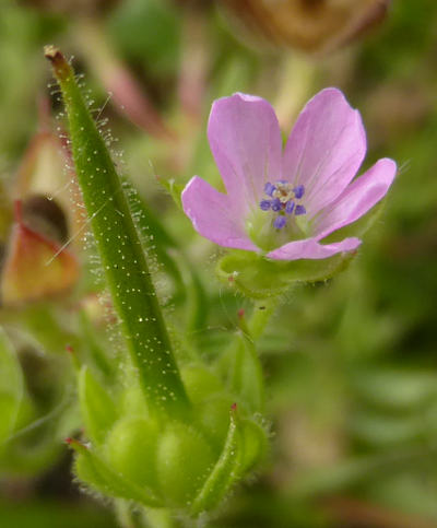 geranium dissectum