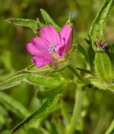 geranium dissectum