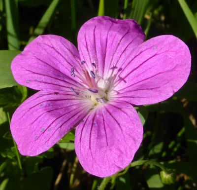 geranium palustre