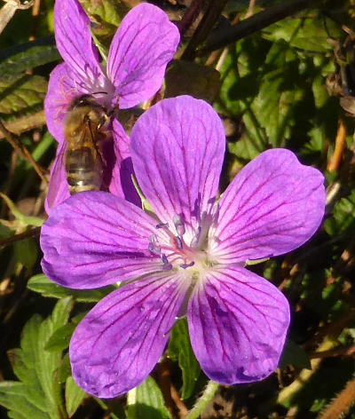 geranium palustre