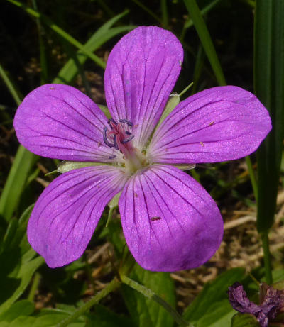 geranium palustre