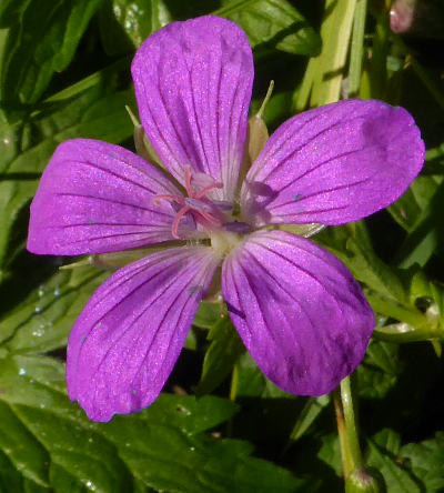 geranium palustre