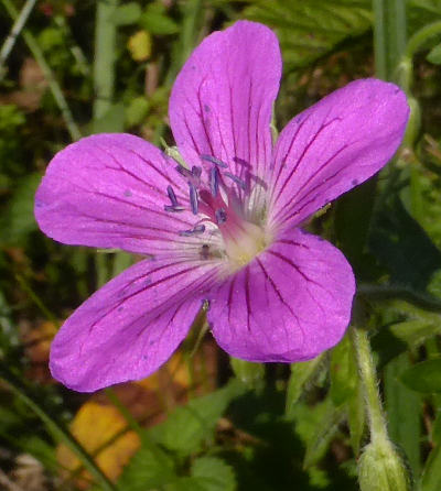 geranium palustre