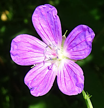 geranium palustre