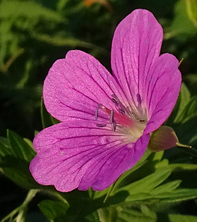 geranium palustre