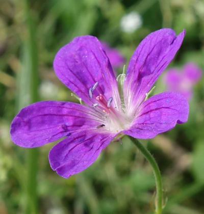 geranium palustre