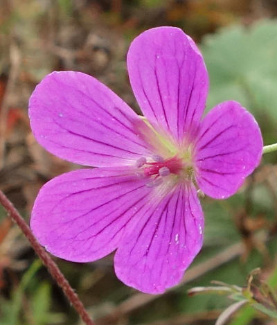 geranium palustre