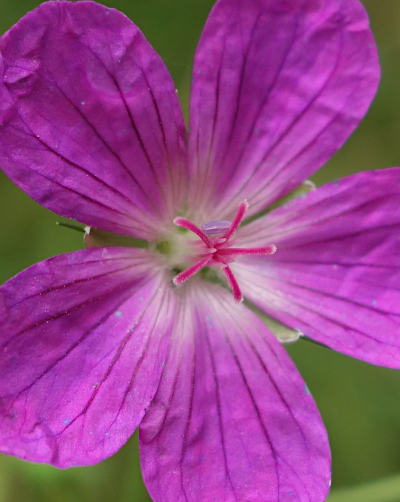 geranium palustre