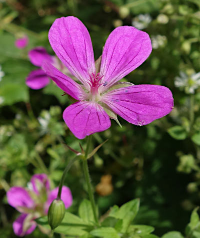 geranium palustre