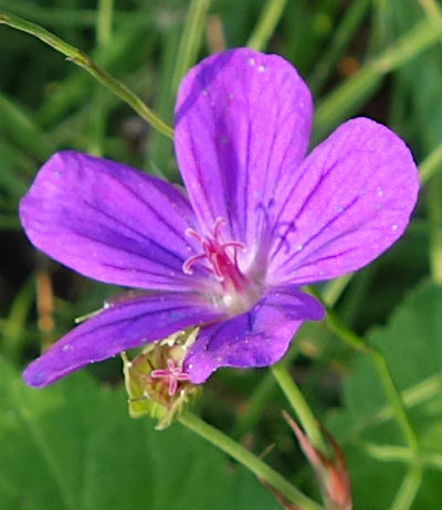 geranium palustre