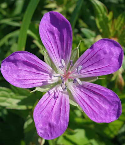 geranium palustre