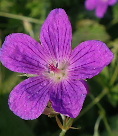 geranium palustre