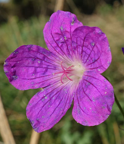 geranium palustre