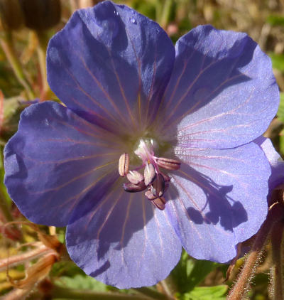 geranium pratense